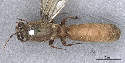 Dorylus affinis specimen CASENT0901948 image casent0901948_1