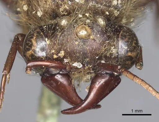 Dorylus affinis specimen CASENT0901948 image casent0901948_2