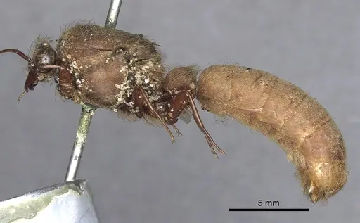 Dorylus affinis specimen CASENT0901948 image casent0901948_3