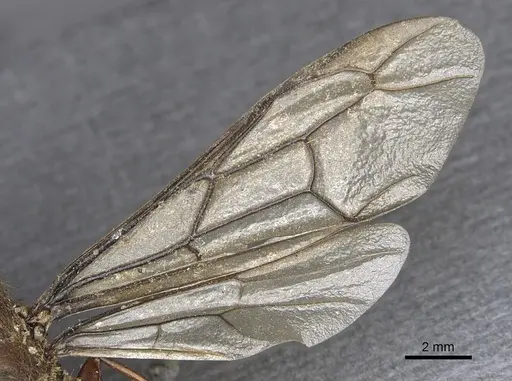 Dorylus affinis specimen CASENT0901948 image casent0901948_4