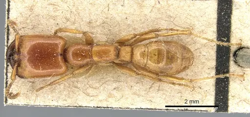 Dorylus affinis specimen CASENT0903696 image casent0903696_1
