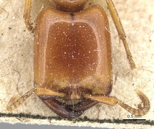Dorylus affinis specimen CASENT0903696 image casent0903696_2