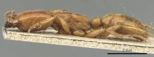 Dorylus affinis specimen CASENT0903696 image casent0903696_3