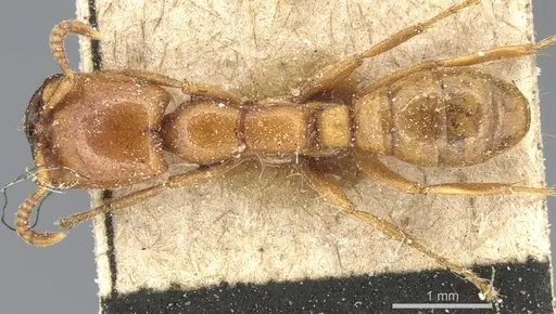 Dorylus affinis specimen CASENT0903697 image casent0903697_1