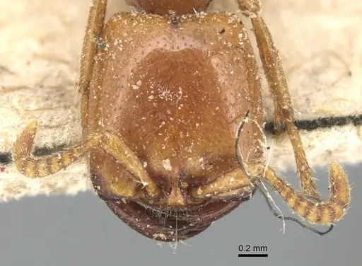 Dorylus affinis specimen CASENT0903697 image casent0903697_2