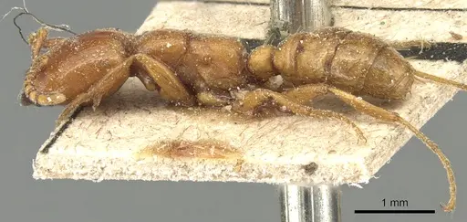 Dorylus affinis specimen CASENT0903697 image casent0903697_3