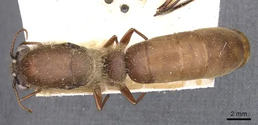Dorylus affinis specimen CASENT0905916 image casent0905916_1