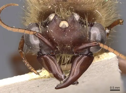 Dorylus affinis specimen CASENT0905916 image casent0905916_2