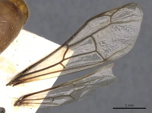 Dorylus affinis specimen CASENT0905916 image casent0905916_4