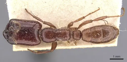 Dorylus affinis specimen CASENT0905921 image casent0905921_1
