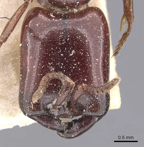 Dorylus affinis specimen CASENT0905921 image casent0905921_2