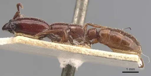 Dorylus affinis specimen CASENT0905921 image casent0905921_3