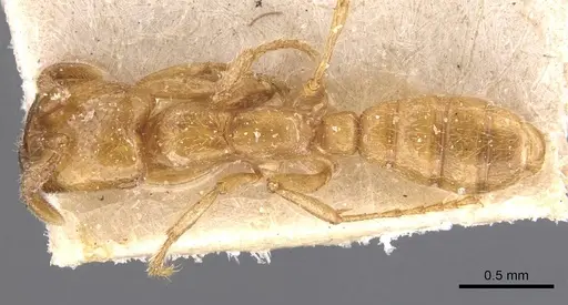 Dorylus affinis specimen CASENT0905922 image casent0905922_1