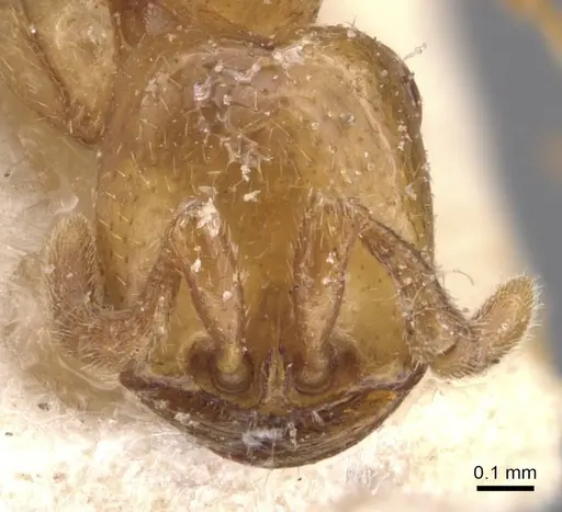 Dorylus affinis specimen CASENT0905922 image casent0905922_2