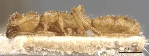 Dorylus affinis specimen CASENT0905922 image casent0905922_3