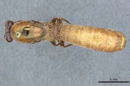 Dorylus affinis specimen CASENT0911323 image casent0911323_1