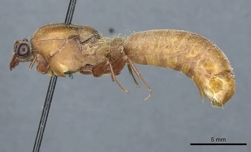 Dorylus affinis specimen CASENT0911323 image casent0911323_3