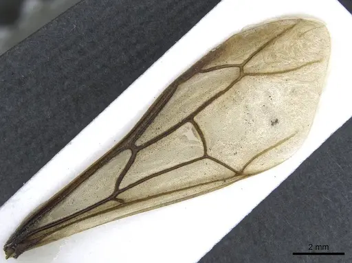 Dorylus affinis specimen CASENT0911323 image casent0911323_4