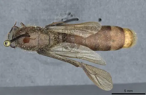 Dorylus affinis specimen CASENT0911324 image casent0911324_1