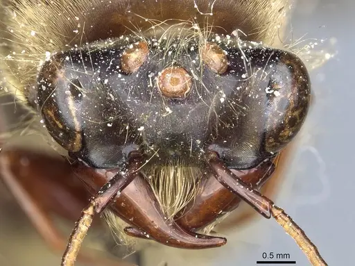 Dorylus affinis specimen CASENT0911324 image casent0911324_2