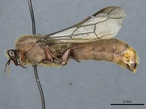 Dorylus affinis specimen CASENT0911324 image casent0911324_3