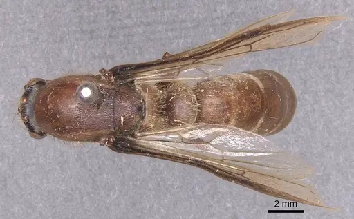 Dorylus affinis specimen CASENT0911325 image casent0911325_1