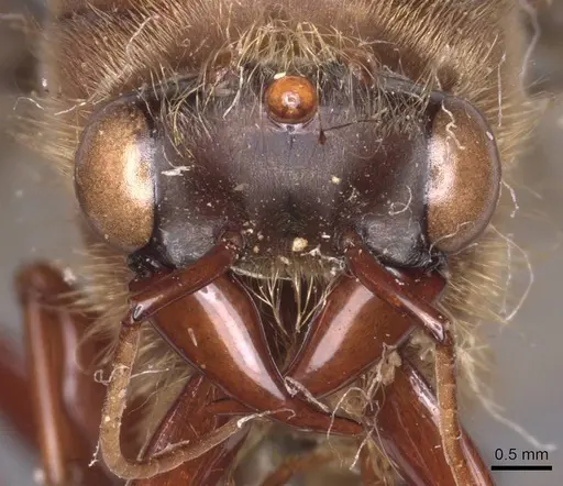 Dorylus affinis specimen CASENT0911325 image casent0911325_2