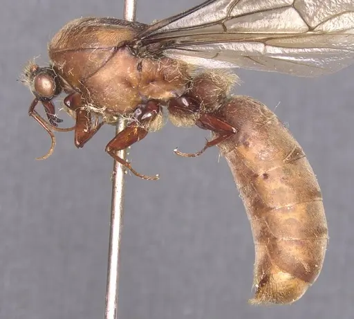 Dorylus affinis specimen CASENT0911325 image casent0911325_3