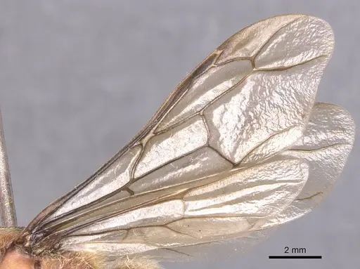Dorylus affinis specimen CASENT0911325 image casent0911325_4