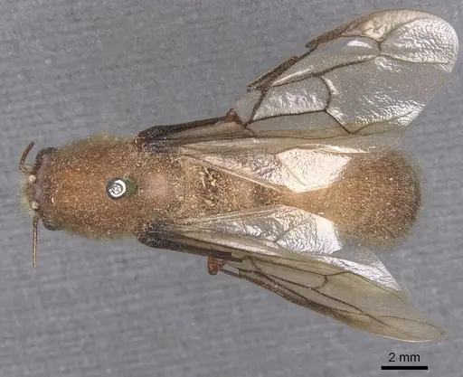 Dorylus affinis specimen CASENT0911326 image casent0911326_1