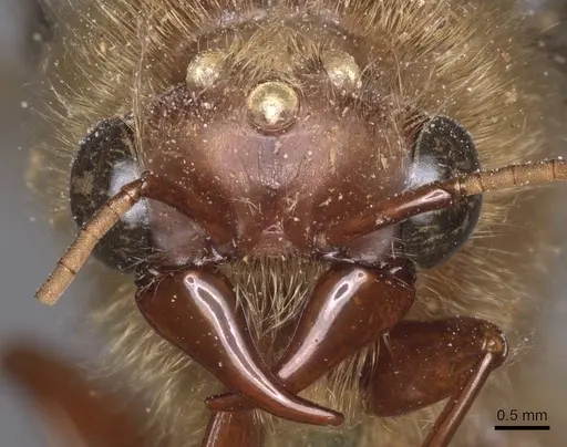 Dorylus affinis specimen CASENT0911326 image casent0911326_2