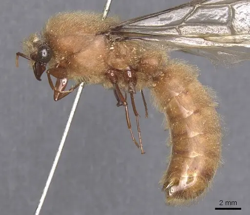 Dorylus affinis specimen CASENT0911326 image casent0911326_3