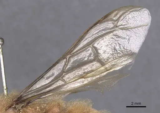 Dorylus affinis specimen CASENT0911326 image casent0911326_4