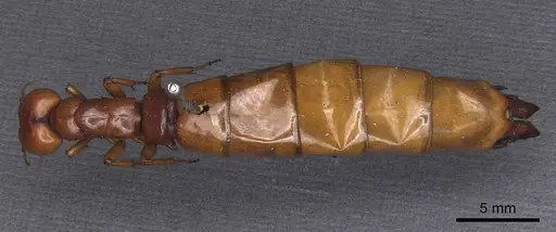 Dorylus affinis specimen CASENT0911328 image casent0911328_1