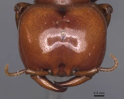 Dorylus affinis specimen CASENT0911328 image casent0911328_2