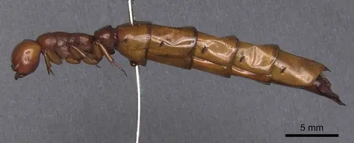 Dorylus affinis specimen CASENT0911328 image casent0911328_3
