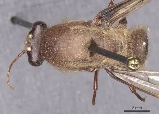 Dorylus affinis specimen CASENT0911333 image casent0911333_1
