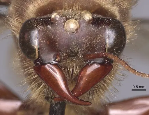 Dorylus affinis specimen CASENT0911333 image casent0911333_2