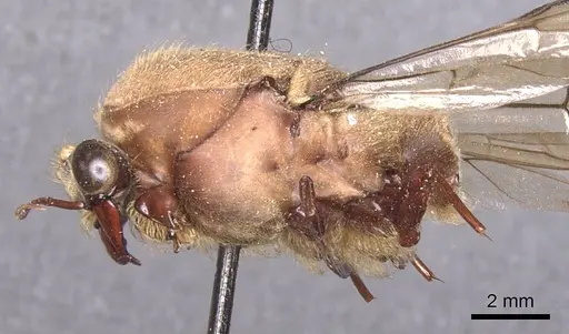Dorylus affinis specimen CASENT0911333 image casent0911333_3