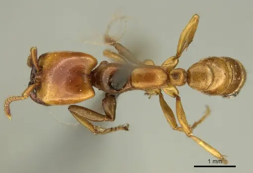 Dorylus affinis specimen CASENT0915640 image casent0915640_1