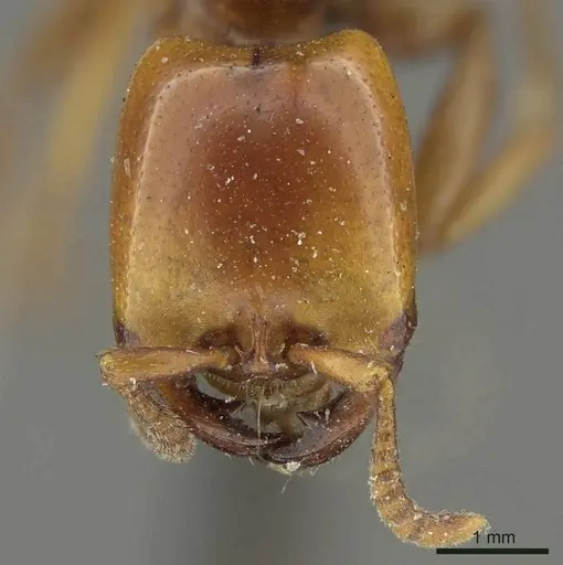 Dorylus affinis specimen CASENT0915640 image casent0915640_2