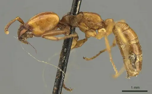 Dorylus affinis specimen CASENT0915640 image casent0915640_3