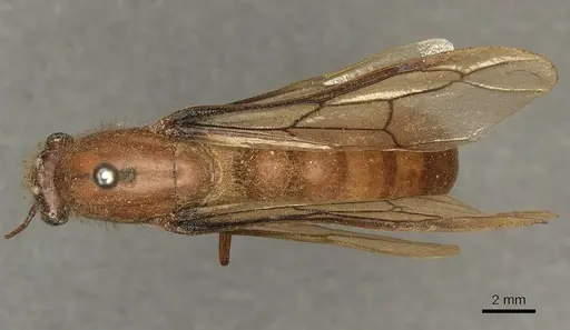 Dorylus affinis specimen CASENT0915641 image casent0915641_1