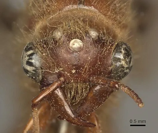 Dorylus affinis specimen CASENT0915641 image casent0915641_2