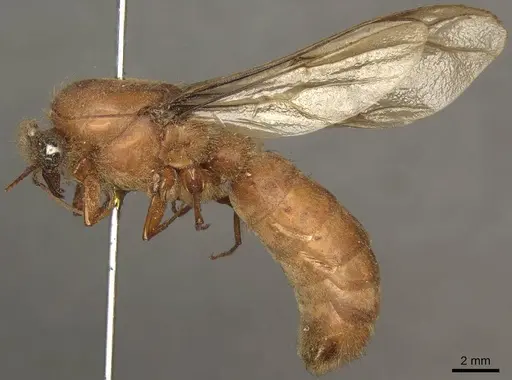 Dorylus affinis specimen CASENT0915641 image casent0915641_3