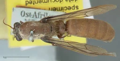 Dorylus affinis specimen FOCOL1093 image focol1093_1
