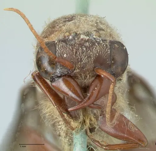 Dorylus affinis specimen FOCOL1093 image focol1093_2