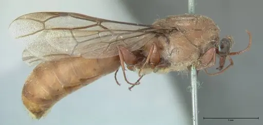 Dorylus affinis specimen FOCOL1093 image focol1093_4