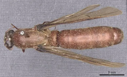 Dorylus alluaudi specimen CASENT0911331 image casent0911331_1