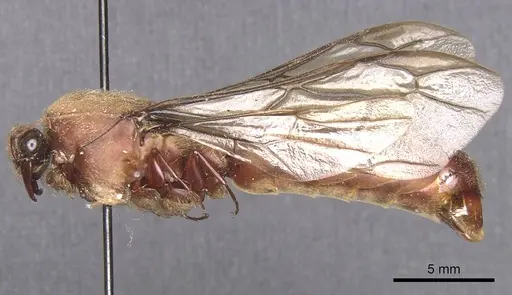 Dorylus alluaudi specimen CASENT0911331 image casent0911331_3